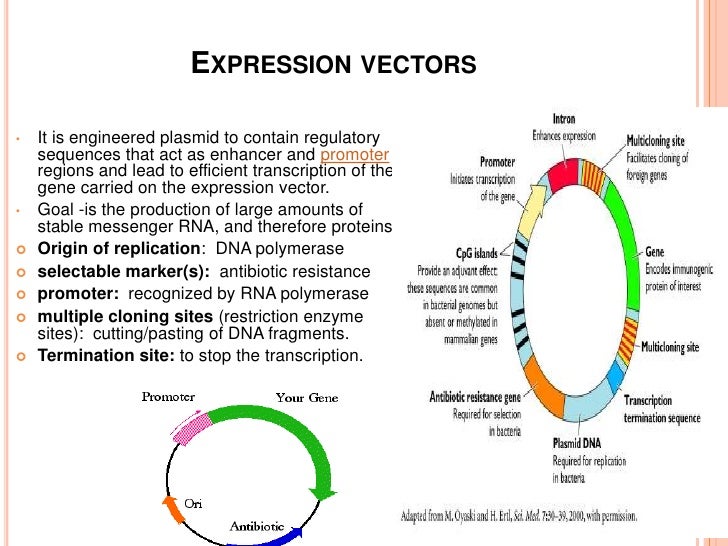 eukaryotic vectors for expression of proteins To synthesize a particular protein dna must first be transcribed into protein expression from each of these vectors is controlled by a different. eukaryotic vectors for expression of proteins To synthesize a particular protein dna must first be transcribed into protein expression from each of these vectors is controlled by a different.